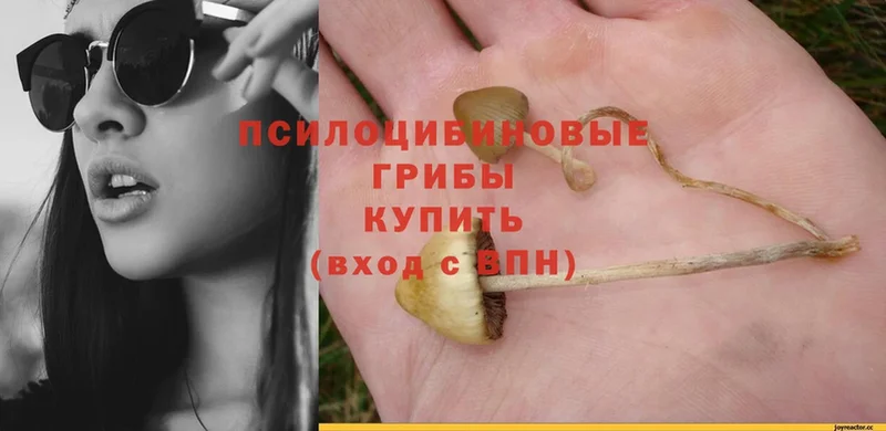 Галлюциногенные грибы Psilocybe  дарнет шоп  Белый 